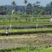 rice_ubud_h_0142_bal0958.jpg